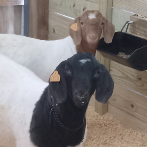 Meet your Posher, Evie - Picture 5 of 13